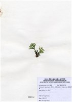藏品(扁乳節藻)的圖片